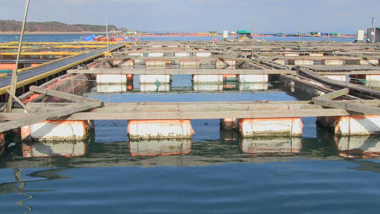 [취재파일] 해양쓰레기에 죽어가는 바다거북