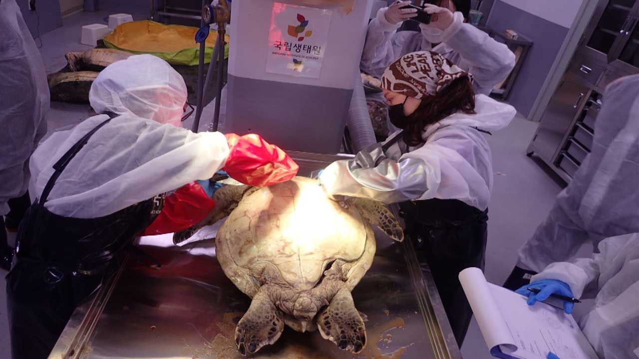 [취재파일] 해양쓰레기에 죽어가는 바다거북
