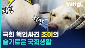 슈퍼스타 '조이'도 출입 거부를 당했다?&hellip;"안내견은 그냥 '개'가 아니에요"