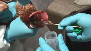 경기 안성 산란계 농장서 고병원성 AI 의심 신고 접수