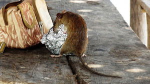 뉴욕 쥐의 습격에 문 닫은 식당&hellip;아보카도 먹고 직원 물고