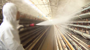 조류인플루엔자 확산