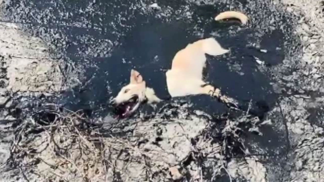 아스팔트 폐기물에 빠진 유기견 극적 구조