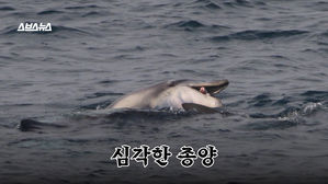 '종양 있는 돌고래' 제주도 등장&hellip;자연이 보내는 경고?