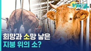 '희망'과 '소망'을 전해드립니다&hellip;지붕 위로 대피했'소'의 반전 근황