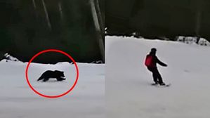 스키보다 속도 빨랐다&hellip;뒤쫓아오는 곰 따돌린 방법