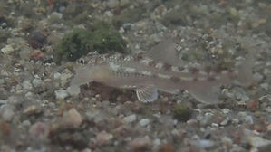 멸종위기종 1급 '흰수마자', 35년 만에 모습 드러냈다