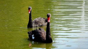 베이징 코로나 이어 조류독감 발생&hellip;야생조류 원인