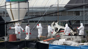 제주 오리농장서 '고병원성 AI' 첫 확진