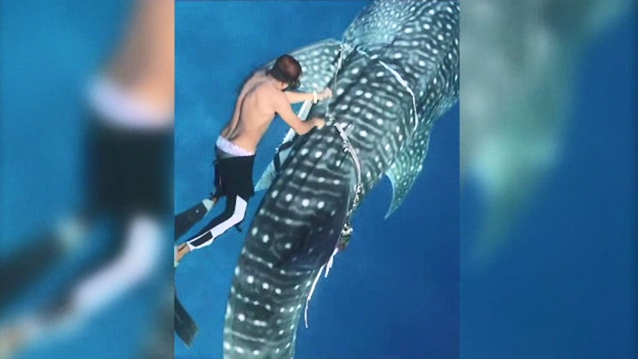 천상의 휴양지마저…밧줄에 묶인 고래상어