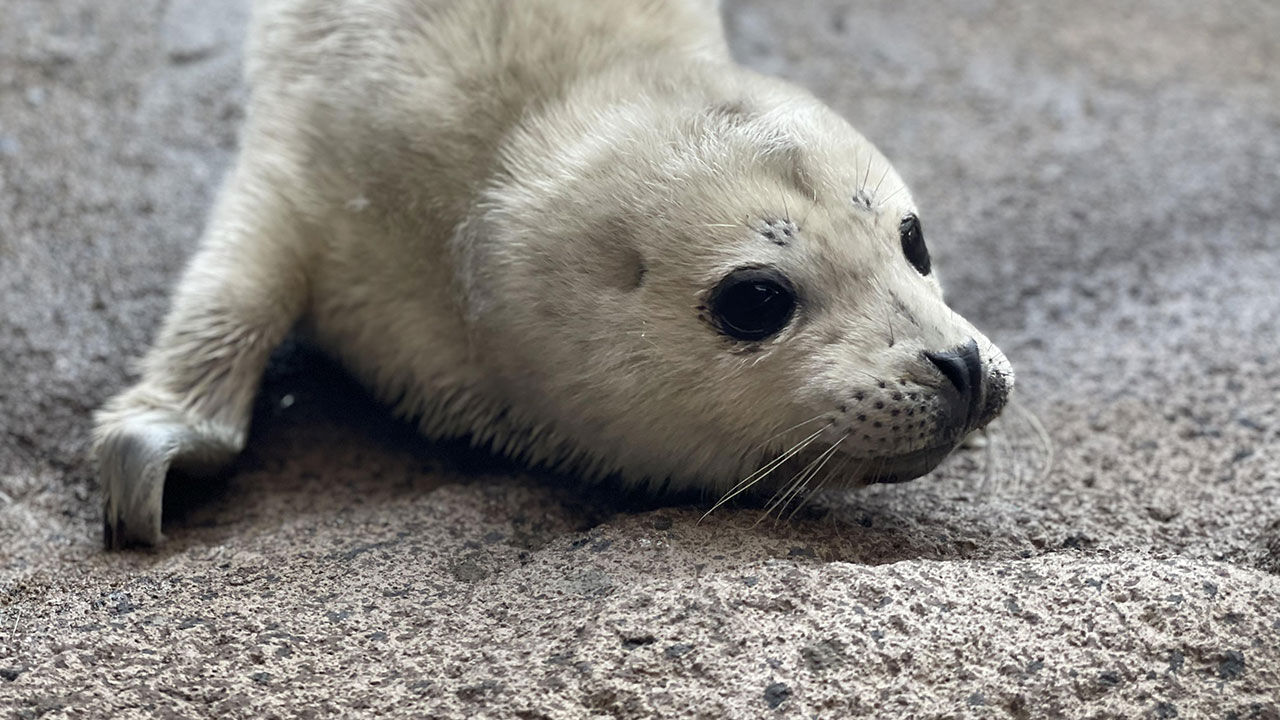 아기 참물범과 엄마 참물범 (사진=서울시 제공, 연합뉴스)