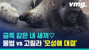 물범 vs 고릴라&hellip;"금쪽같은 내 새끼" 모성애 대결