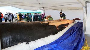 제주서 아파트 4층 높이 참고래 부검