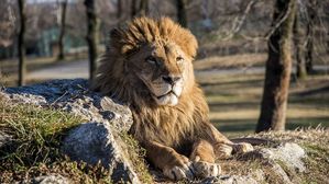 남아공서 사자 공격으로 20대 남성 사망