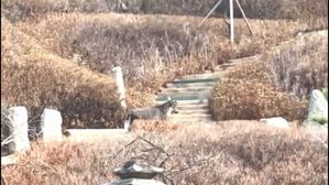 멸종 위기 산양, 서울 인왕산 자락서 또 발견