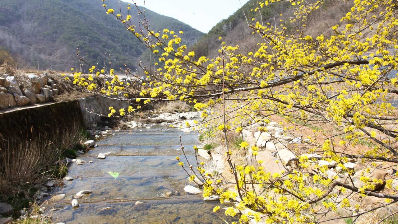단양 보발리마을 노랗게 물들인 산수유꽃