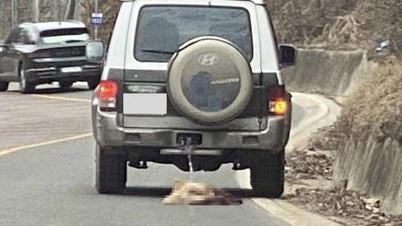시속 80km 차에 매달린 개…뭉개진 네 발은 피투성이