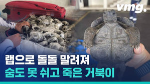 랩으로 말려 숨도 못 쉬고 죽었다&hellip;멸종위기종 거북이 185마리 밀수범 검거