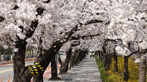 [현장] '여의도 벚꽃 로또', 집에서 미리보기로 즐겨요