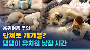 낮잠 자는 강아지 유치원, 정말 이렇게 잠든다고?