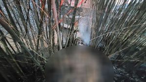 남원 대나무숲 화재