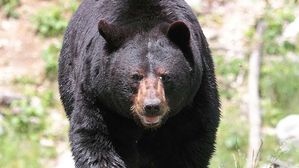 반려견 2마리 산책시키던 美 여성, 야생 곰 공격받고 숨져