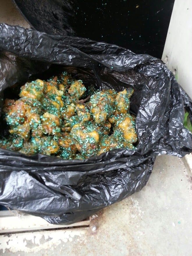 [Pick] 파란 닭고기에 죽어가는 고양이들…'살묘남 막아주세요