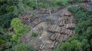 '아마존의 비명'&hellip;동식물 1만여 종 멸종 위기 &middot; 탄소 배출원 전락