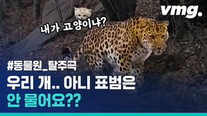 "어려서 안 위험해요"&hellip;강아지도 고양이도 아닌 동물원 탈출한 표범인데?!