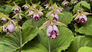 멸종 위기 '광릉요강꽃' 세계 최초 인공증식 성공