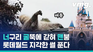 이번이 처음이 아니었다?! 지붕에 갇힌 너구리들의 사연