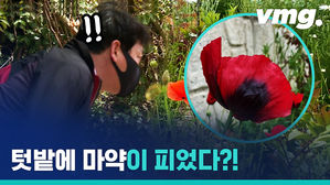 마약법 위반? 해경의 양귀비 단속 현장을 따라갔습니다