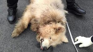 "여성 공격 대형견, 3월 초부터 돌아다녀"&hellip;주인 찾기 난항