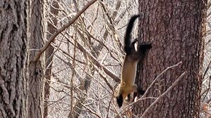 광릉숲서 나무 타는 멸종 위기 '담비' 첫 촬영