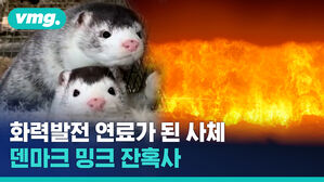 화력발전 연료가 된 사체들&hellip;밍크가 두 번 죽고 있습니다