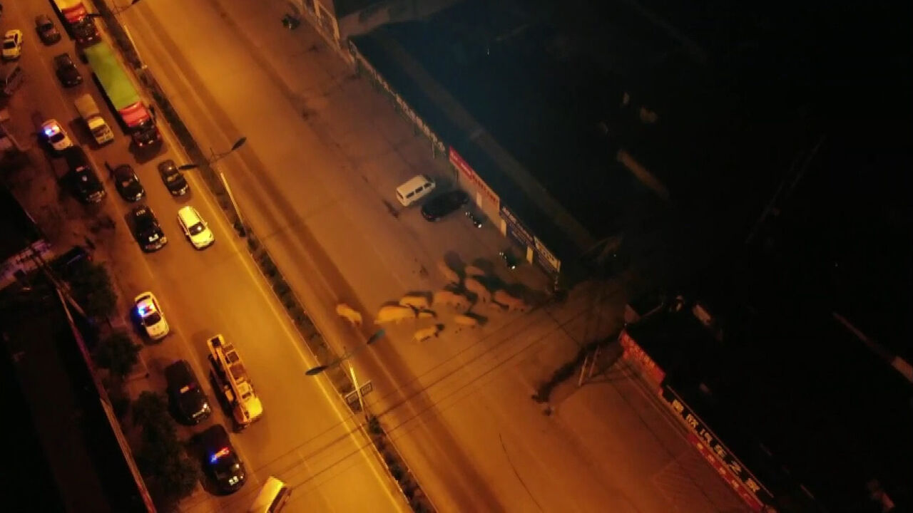 상가에 나타난 코끼리 떼