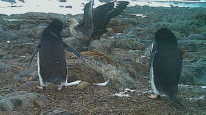 도둑갈매기 혼쭐내는 남극 펭귄&hellip;17㎞ 쫓아가 둥지 공격