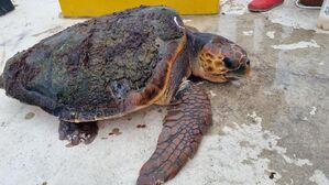 영덕 앞바다서 멸종위기종 '붉은바다거북' 구조