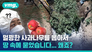 애지중지 키워 온 사과를 하루아침에 땅속에 묻었습니다