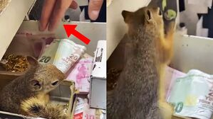 [Pick] 낯선 사람에만 '펀치'…'생명의 은인' 돈 지키는 다람쥐