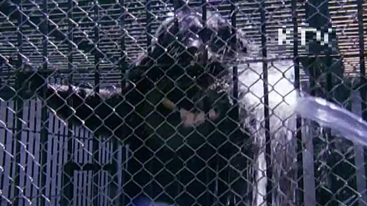 [취재파일] 같은 하늘 아래 같은 곰인데…운명은 천차만별