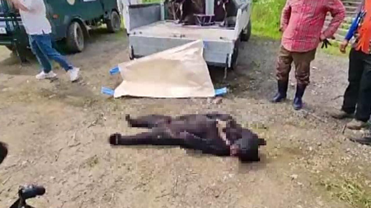 [취재파일] 같은 하늘 아래 같은 곰인데…운명은 천차만별