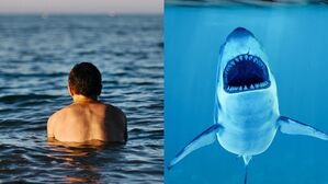 [Pick] 바다 속에서 볼일 보다&hellip;상어 공격에 숨진 브라질 남성