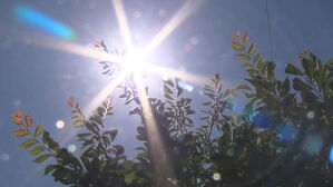 말라버린 체리, 익은 조개&hellip;이상 고온에 신음하는 지구