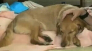 미 참사 현장 누비던 '위로견' 과로에 사지마비&hellip;온정 쏟아져