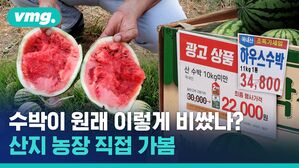 수박 한 통에 3만 원이 넘는다고? 이유를 찾으러 산지에 가봤습니다