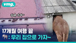 1300km 대이동 끝! '고향 앞으로' 중국 코끼리떼