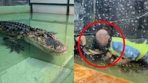 [Pick] 악어에게 공격당한 사육사&hellip;생명 구한 '시민 영웅'들의 대처