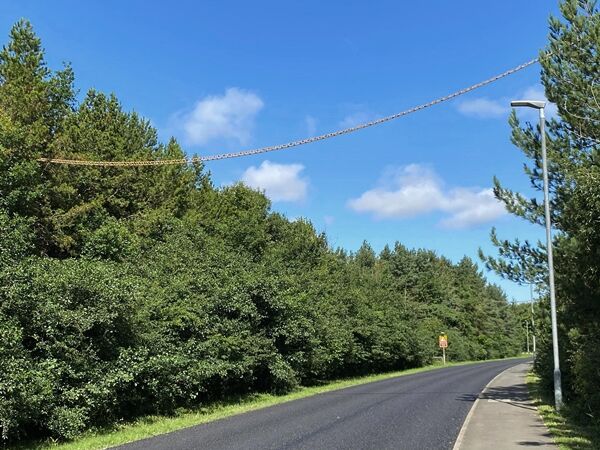 밧줄 하나 걸었을 뿐인데…영국에 생긴 다람쥐 전용 '육교'