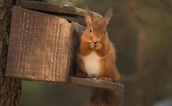 밧줄 하나 걸었을 뿐인데…영국에 생긴 다람쥐 전용 '육교'